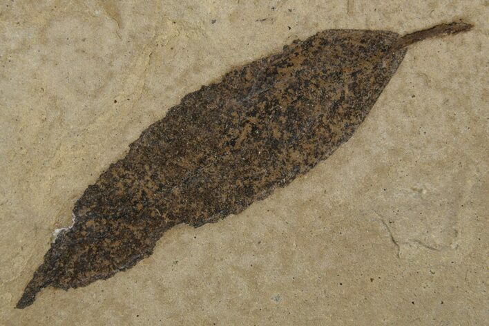 Fossil Leaf (Cedrelospermum) - Green River Formation, Utah #334309